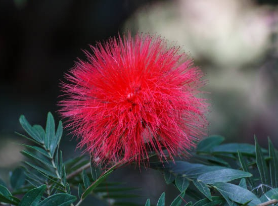 Calliandra Dixie Pink