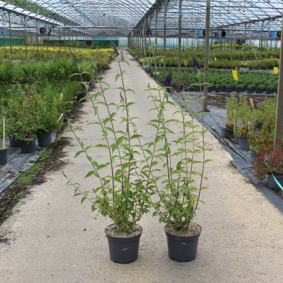 Arbre aux papillons 'bleu empereur'