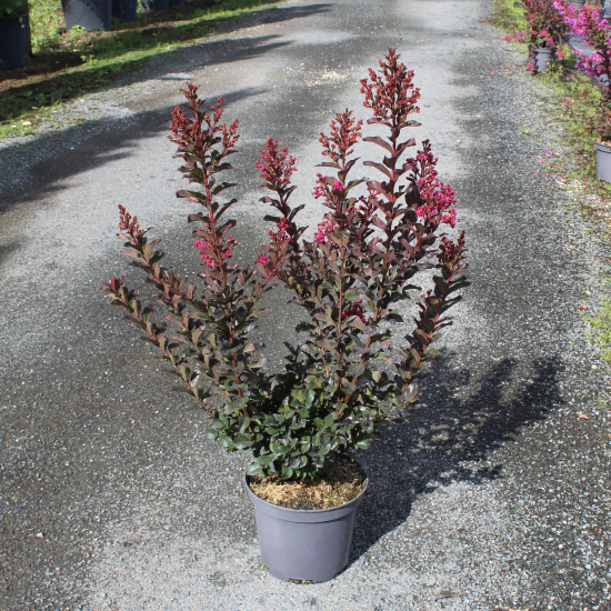 Lilas des indes 'Plum magic'