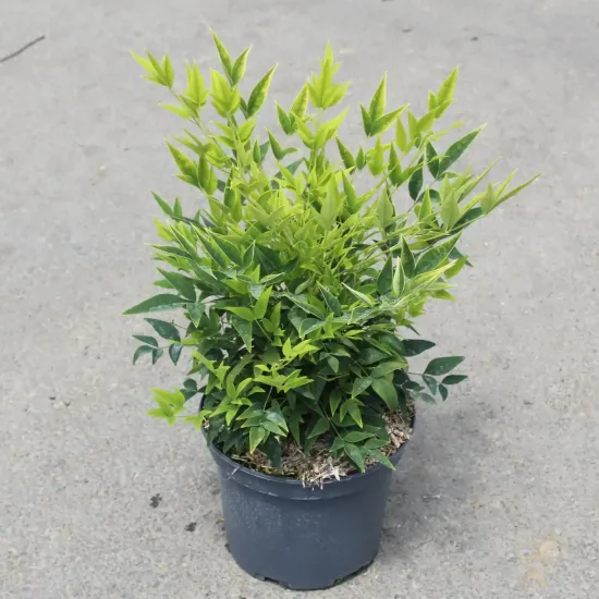 Bambou sacré 'Lemon and lime' (Nandina domestica) — jeune arbuste au feuillage vert en pot · Pot 3L