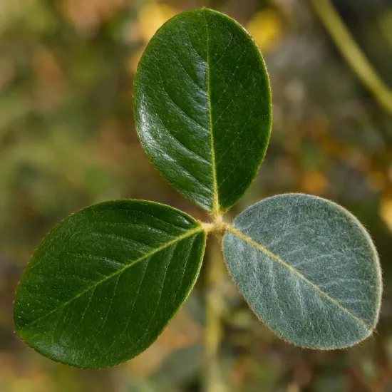 Cytise de l'himalaya (Piptanthus nepalensis) — gros plan de trois folioles ovales · Photo d'illustration