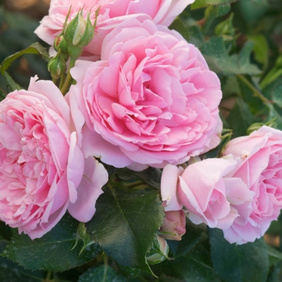 Rosier 'Comtesse de segur'