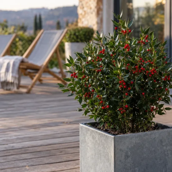 Fragon faux houx 'Aculeatus' (Ruscus) — arbuste compact aux baies rouges sur terrasse en bois · Photo d'illustration