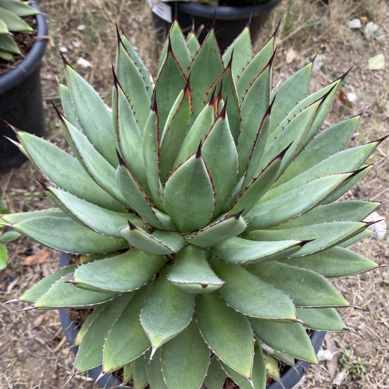 Agave  red edge