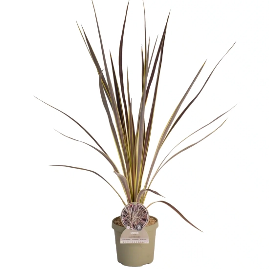 Cordyline 'Electric flash'