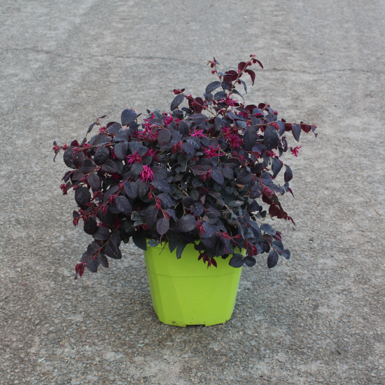 Loropétale de chine 'Plum georgeous'