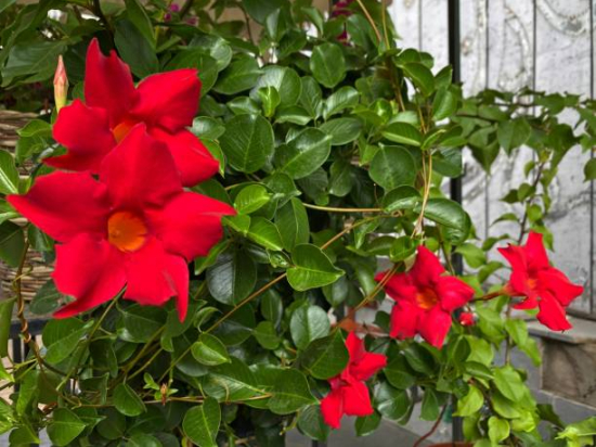 Mandeville 'cosmos' rouge
