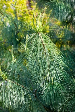 Pin de l'himalaya