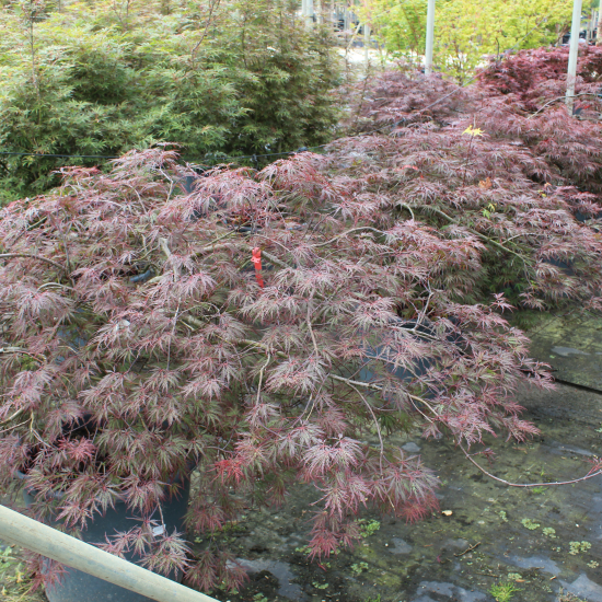Érable du japon 'Dissectum garnet'