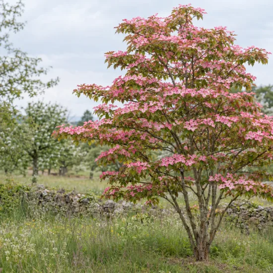 Cornouiller du japon 'Satomi' (Cornus kousa) — arbre buissonnant couvert de bractées roses au jardin · Photo d'illustration