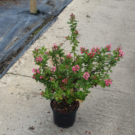 Escallonia 'Cardinalis'