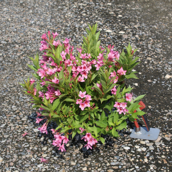 Weigelia 'Picobella rosa'