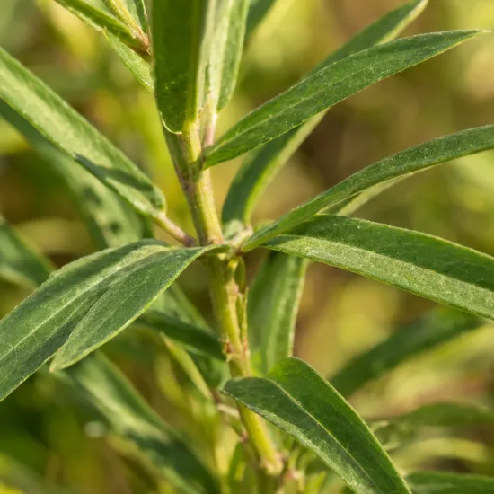 Asclépiade tubéreuse (Asclepias tuberosa) — gros plan sur feuillage vert lancéolé · Photo d'illustration
