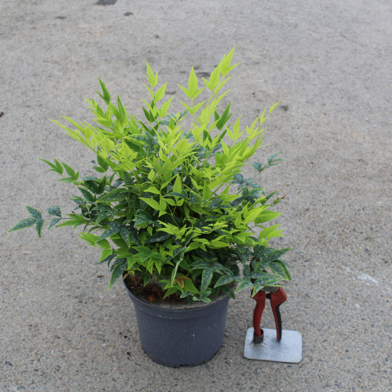 Bambou sacré 'Lemon and lime'