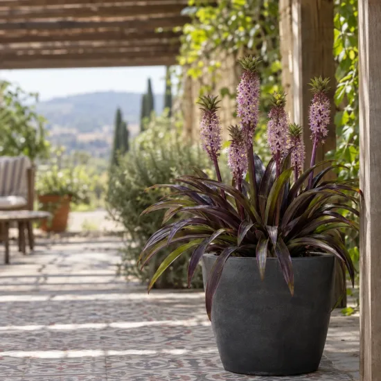 Plante ananas 'Purple' (Eucomis comosa) — plante exotique en pot sur terrasse ombragée