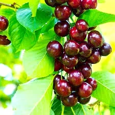 Cerisier 'Garden bing'