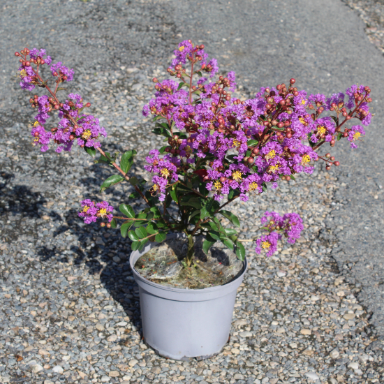 Lilas des indes 'Pecharmant'