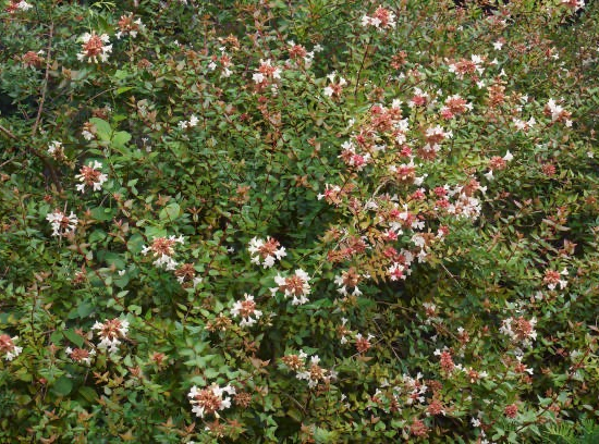 Abelia à grandes fleurs Hopleys