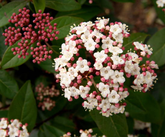 Viorne tin 'Lisarose'