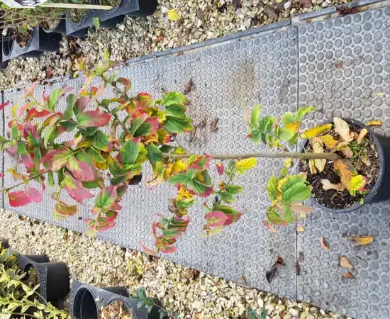 Parrotie de perse 'Bella' (Parrotia persica) — jeune arbuste en pot au feuillage vert et rouge · Pot 3L Baliveau