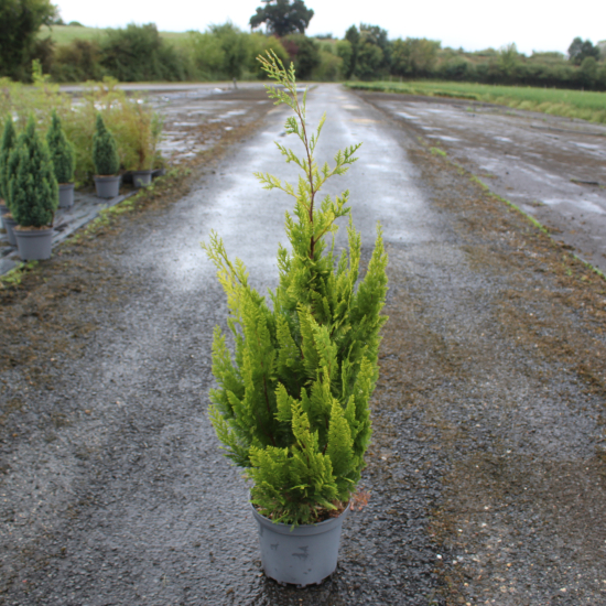 Cyprès de lawson 'Ivonne'