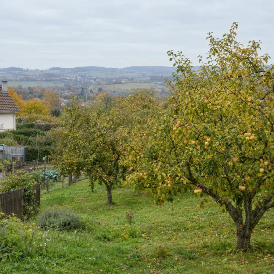 Pommier 'Gordin churia' (Malus domestica) — verger en pente avec pommiers chargés de fruits · Photo d'illustration