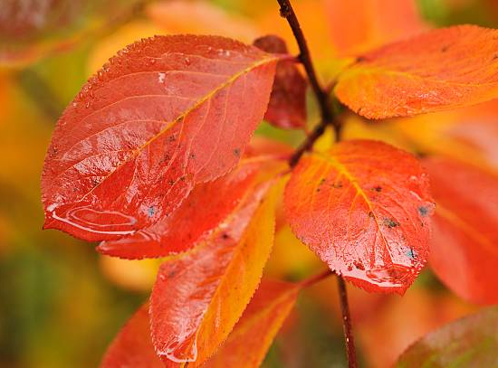 Charme commun 'Rock hampton red'