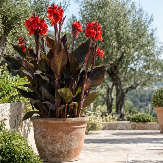 Balisier pourpre 'Triomphe' (Canna × generalis) — plante à grandes feuilles sombres et fleurs rouges