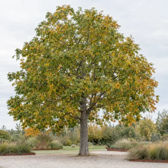 Caryer écailleux (Carya laciniosa) — grand arbre isolé sur allée gravillonnée · Photo d'illustration