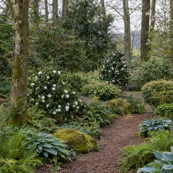 Camelia 'Satsuma' (Camelia japonica) — massif de sous-bois fleuri le long d’un sentier · Photo d'illustration