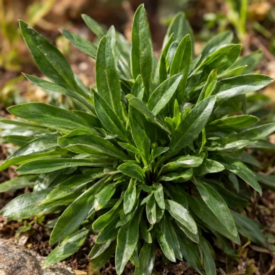 Aster des alpes 'Albus' (Aster alpinus) — petit végétal en rosette de feuilles vertes · Photo d'illustration