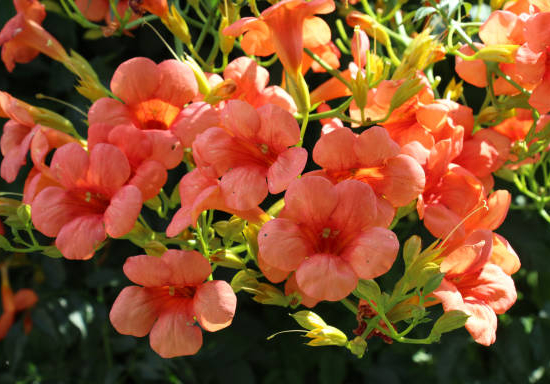 Bignone à grandes fleurs