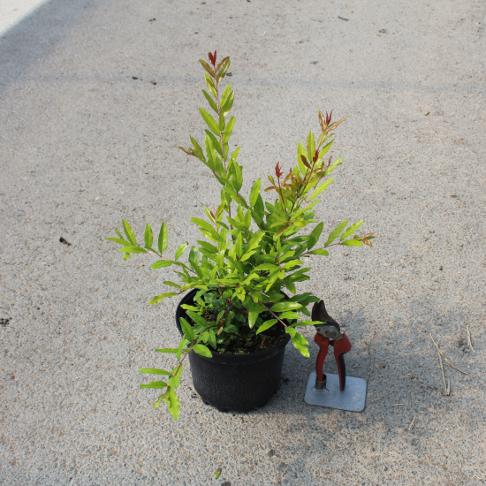 Grenadier 'Pleniflora''