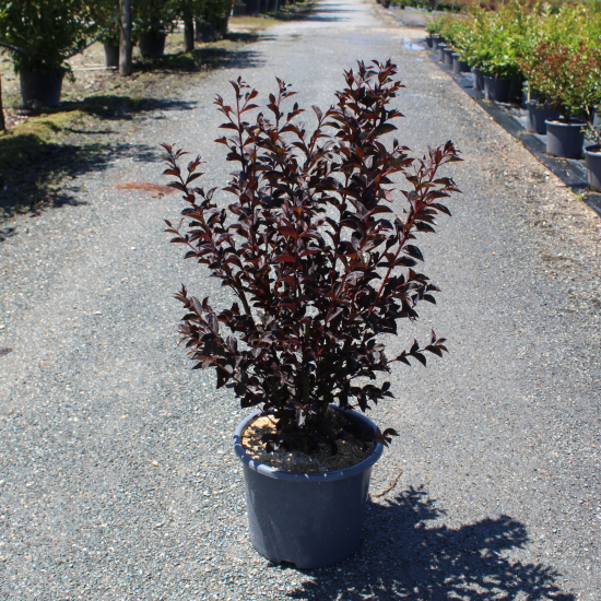 Lilas des indes 'Shell pink'