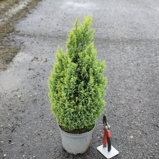 Cyprès de lawson 'Ellwood s gold'