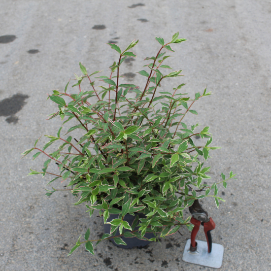 Millepertuis 'Tricolor'