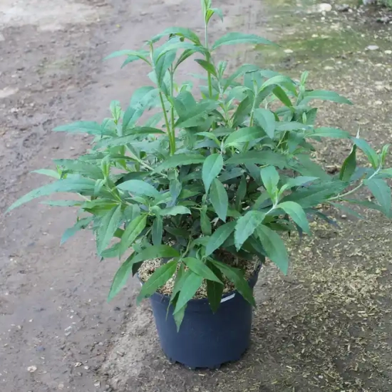 Arbre aux papillons 'white profusion'