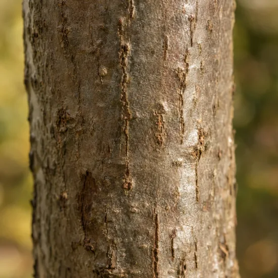Sapin de vancouver (Abies grandis) — gros plan sur écorce de tronc · Photo d'illustration