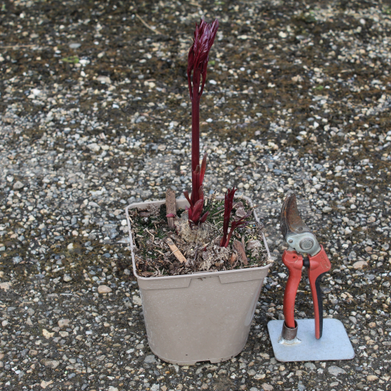 Pivoine 'Peter brandt rouge cerise'