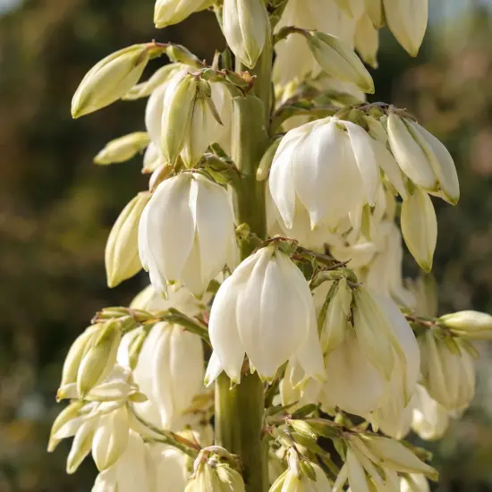 Yucca 'Katana' — grappes de fleurs blanches en forme de cloche