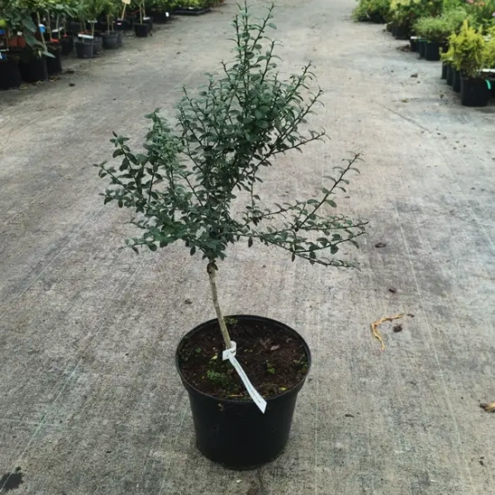 Citronnier caviar 'Yellow sunshine'