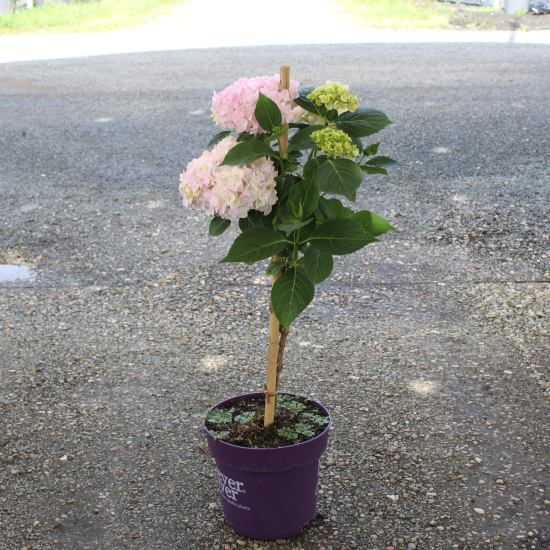 Hortensia 'Forever and ever rose'