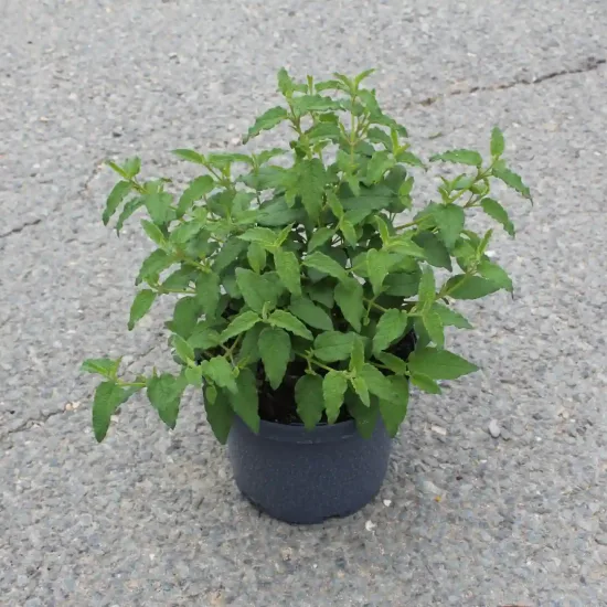 Ciste des corbières (Cistus corbariensis) — jeune plant vert en pot sur bitume · Pot 3L