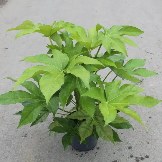 Aralia du japon 'Japonica' (Fatsia japonica) — plante au large feuillage vert en pot · Pot 5L