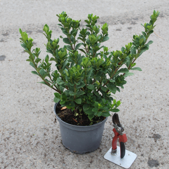 Tiaré 'Kleim s hardy'