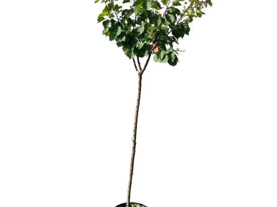 Abricotier currot