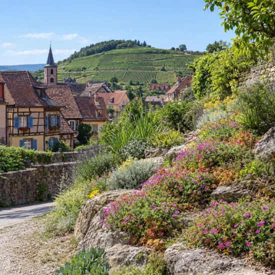 Pélargonium (Geranium sanguineum) — massif fleuri en pente devant village alsacien · Photo d'illustration