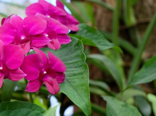 Bougainvilliée glabra sanderiana