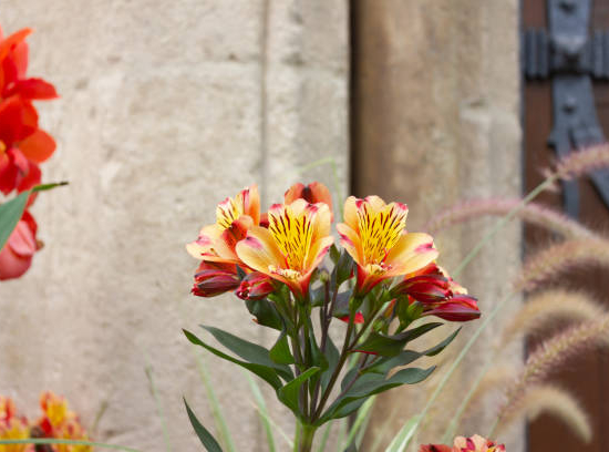 Alstroemeria 'Summer heat'