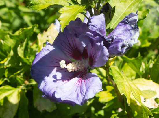 Althéa 'Ultramarine'